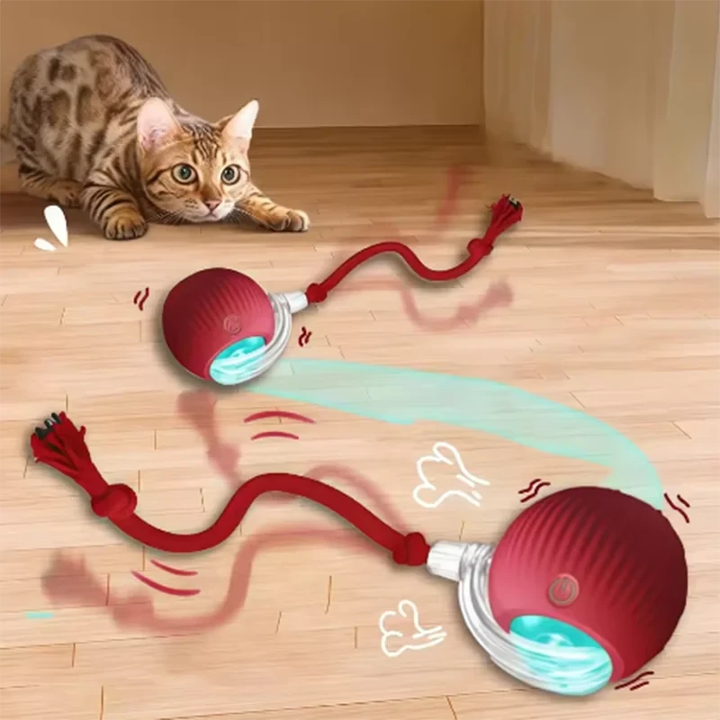 Pet Accessories